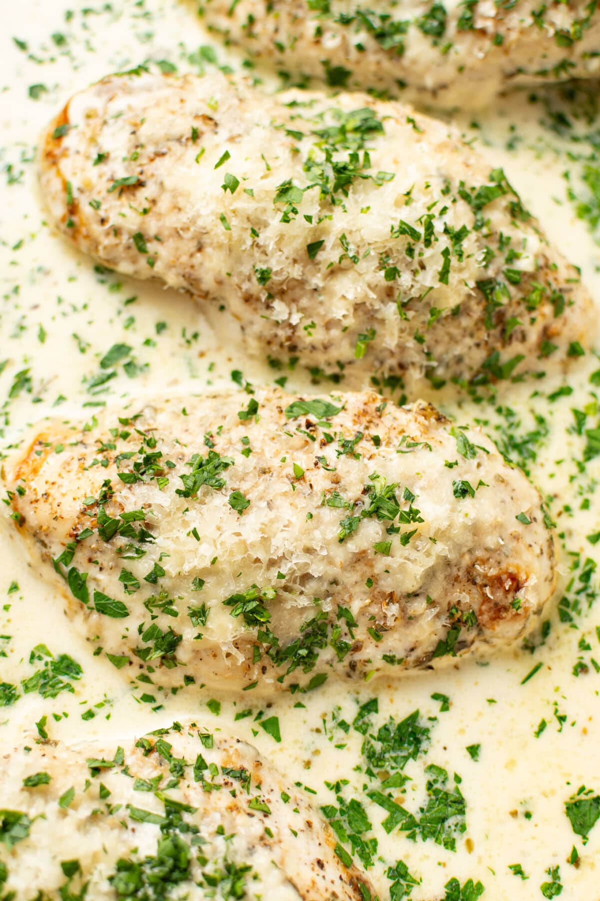 closeup of creamy baked white wine chicken breasts in a baking dish